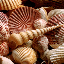 Shells, shape, color, different