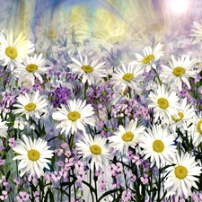 Flowers, Colorful Background, graphics, daisy