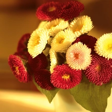 Daisies, small bunch, Colorful