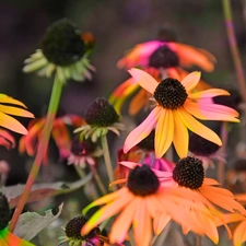 Rudbeckia, colors