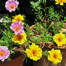 Purslane Grandiflora, Flowers, Coloured