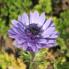 Colourfull Flowers, anemone