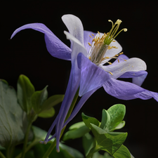 Leaf, black background, Colourfull Flowers, columbine, Violet