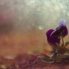 Bokeh, pansy, Colourfull Flowers