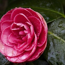 Colourfull Flowers, camellia