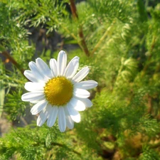 chamomile, sunny, Colourfull Flowers