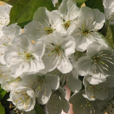 Colourfull Flowers, cherries