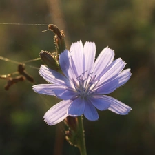 chicory, Violet, Colourfull Flowers