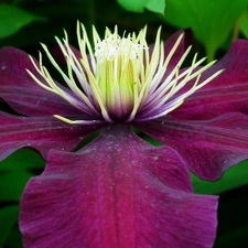 Clematis, nature, Colourfull Flowers