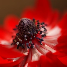 Close, anemone, Colourfull Flowers