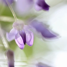 Close, wistaria, Colourfull Flowers