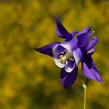 Colourfull Flowers, columbine