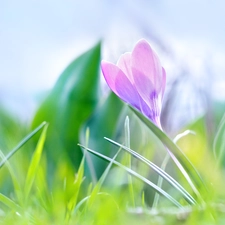 crocus, Violet, Colourfull Flowers