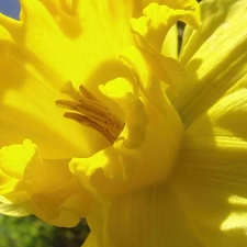 Colourfull Flowers, daffodil