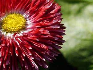 Colourfull Flowers, daisy