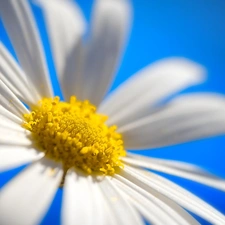 Colourfull Flowers, Daisy