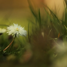 rapprochement, grass, White, Colourfull Flowers, daisy