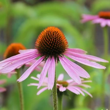 Colourfull Flowers, echinacea