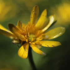 Yellow, fig buttercup, Colourfull Flowers