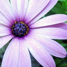 Arktotis, Colourfull Flowers, flakes