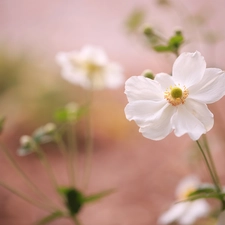 White, Colourfull Flowers, Buds, anemone