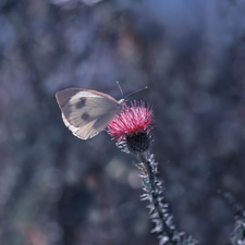 butterfly, Colourfull Flowers, teasel, Cabbage