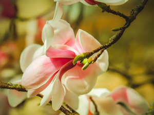 twig, Colourfull Flowers, Magnolia, flower