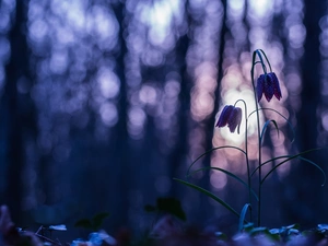 Bokeh, Colourfull Flowers, Fritillaria meleagris