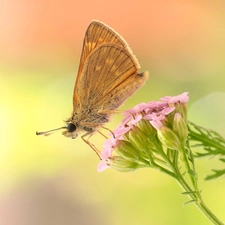 butterfly, Colourfull Flowers, Close, Pink