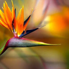 graphics, Colourfull Flowers, Strelitzia Royal