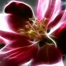 Colourfull Flowers, Fractalius