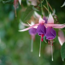 Colourfull Flowers, fuchsia