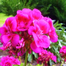 Colourfull Flowers, geranium