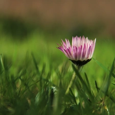 grass, daisy, Colourfull Flowers