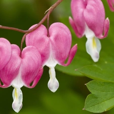 Colourfull Flowers, hearts