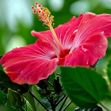 hibiskus, Pink, Colourfull Flowers