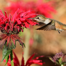 Bird, Red, Colourfull Flowers, humming-bird