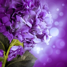 Colourfull Flowers, hydrangea