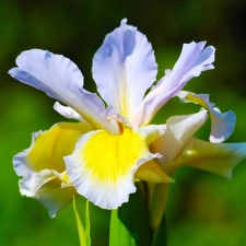 Colourfull Flowers, iris