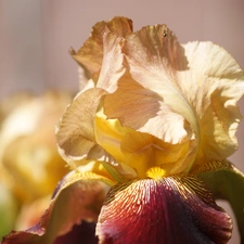 Colourfull Flowers, iris