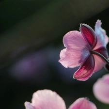 Pink, Japanese anemone, Colourfull Flowers