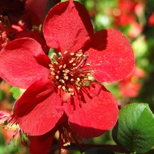 leaves, Red, Colourfull Flowers