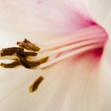 Colourfull Flowers, Lily