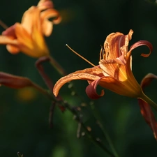 rods, Lily Garden, Colourfull Flowers