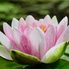 Colourfull Flowers, water-lily