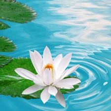 Colourfull Flowers, water-lily, water, Leaf, blue