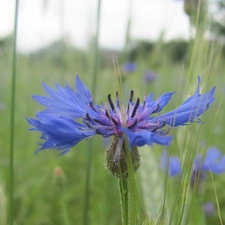 Chaber, Colourfull Flowers, Meadow, blue