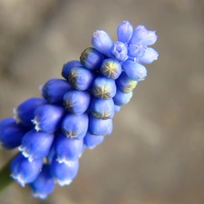 Muscari, spring, Colourfull Flowers