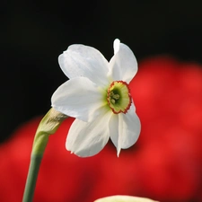 Colourfull Flowers, narcissus