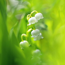 Colourfull Flowers, Leaf, Green Background, lily of the Valley